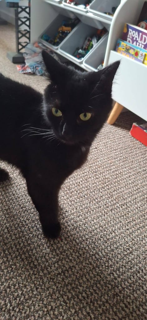 2 year old female cat 