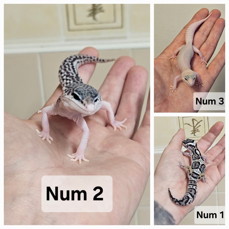 image for Various morphs of leopard geckos 