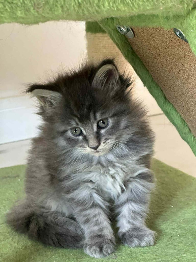 Stunning Mainecoon Boy
