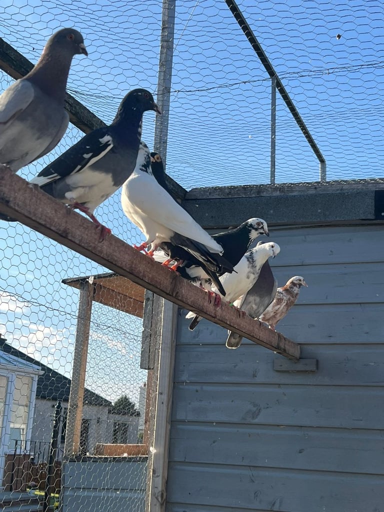 Beautiful pigeons for sale in Edinburgh from £10