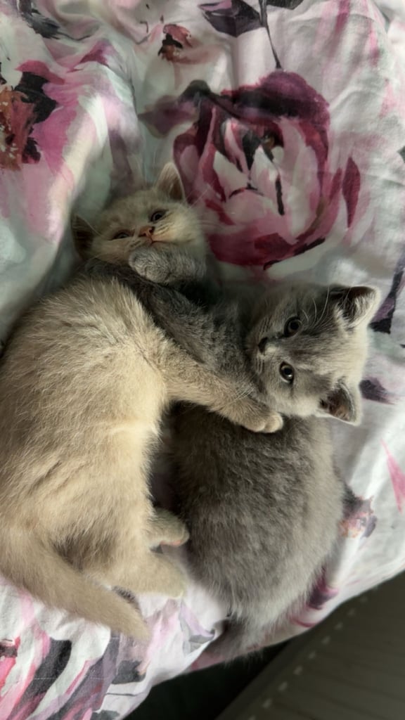 Pedigree British shorthair  