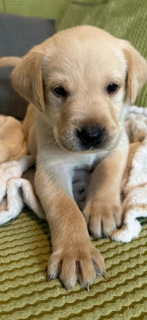 LABRADOR  PUPPIES READY FOR VIEWING