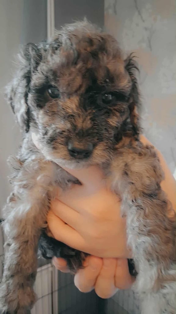 Minutire poodle x sproodle puppies 