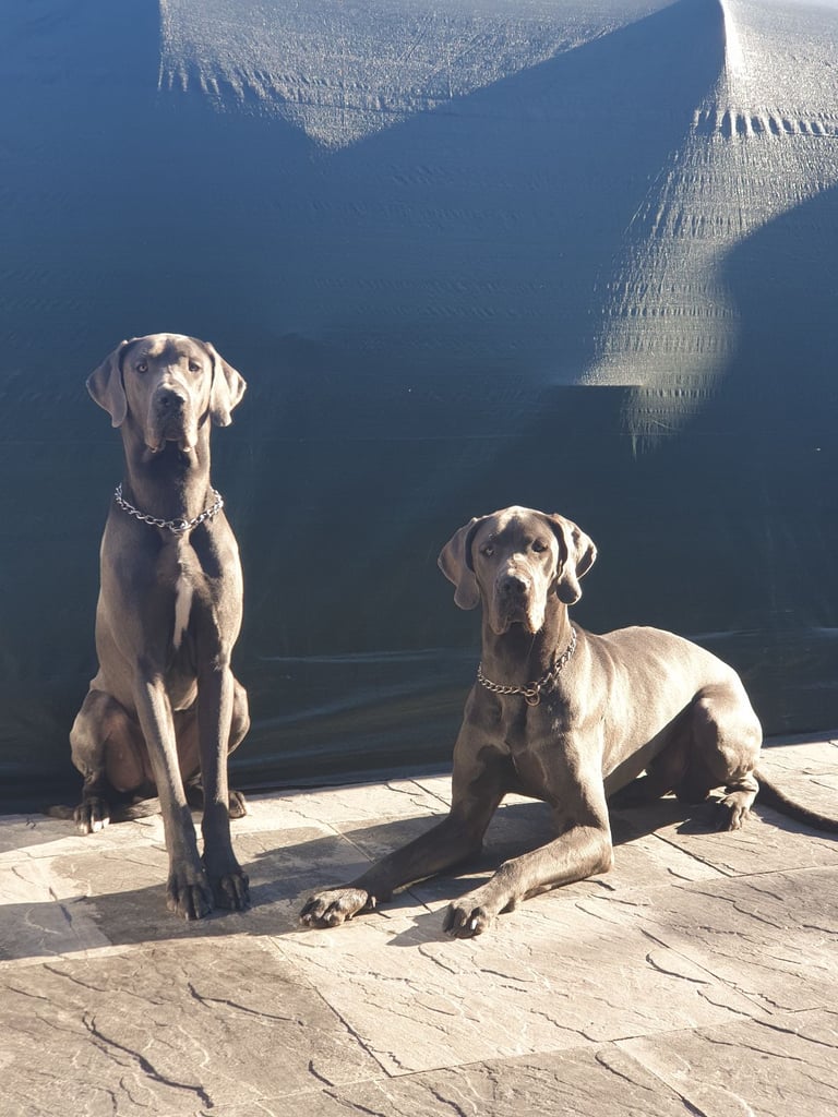 Great Dane boys