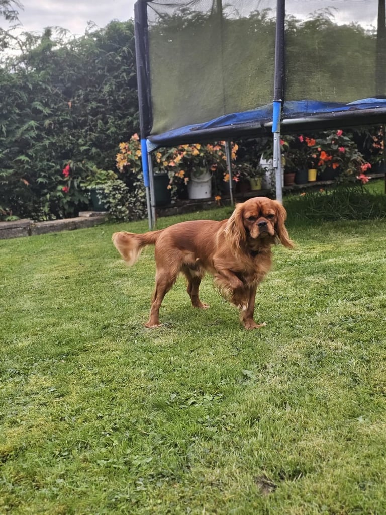 Cavalier king Charles spaniel Pups Reserve
