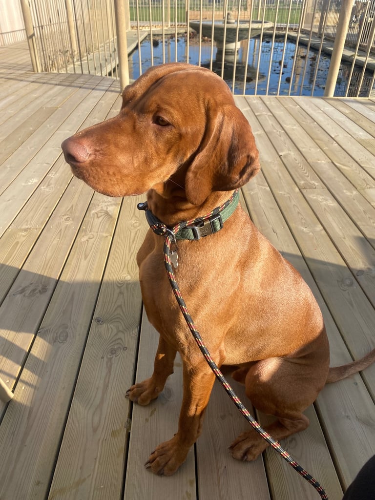 image for Dog sitter and walker 