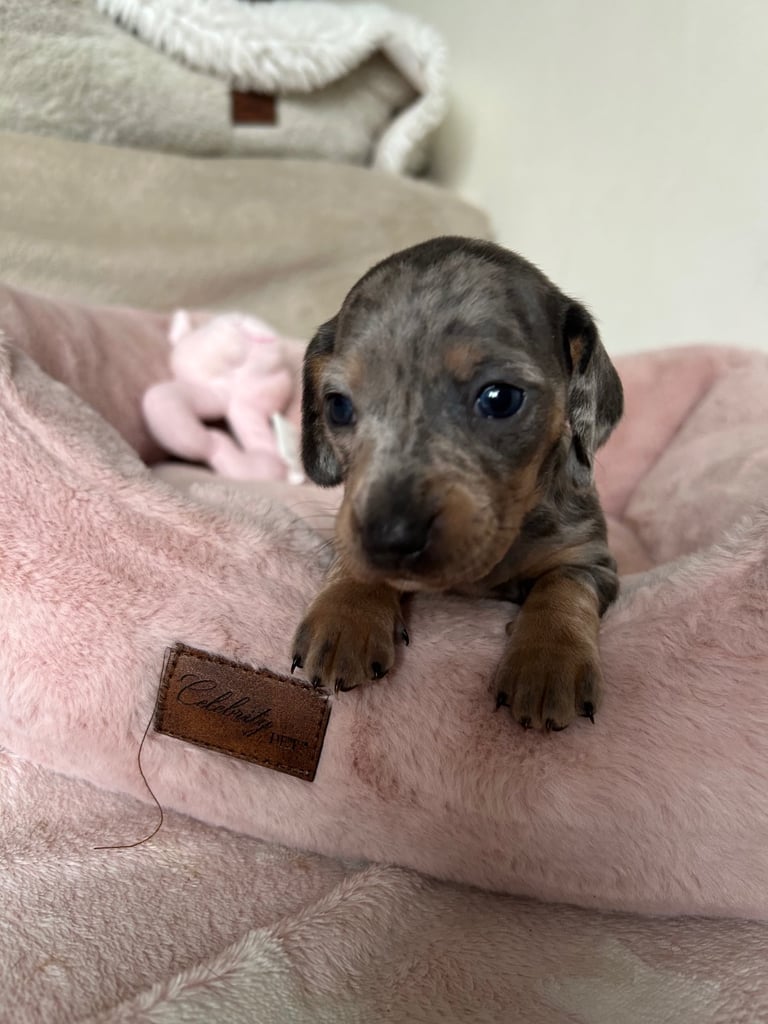 Beautiful Dachshund puppies 