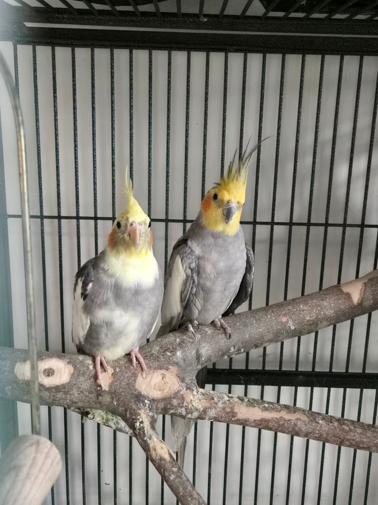 Cockatiels
