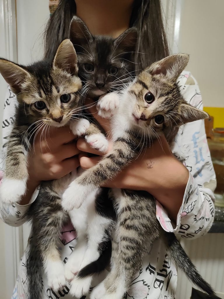 image for Kittens for sale. 8 weeks old. 