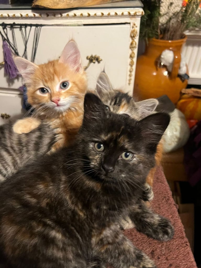 Lovely Tortoiseshell kittens ready to go