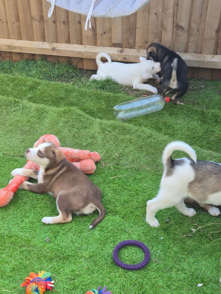 Husky mix puppies - 4 girls left! 