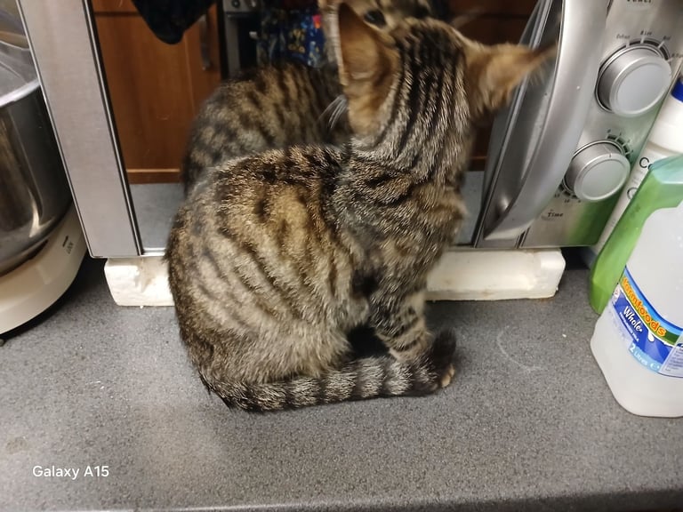 Bengal kittens male females available
