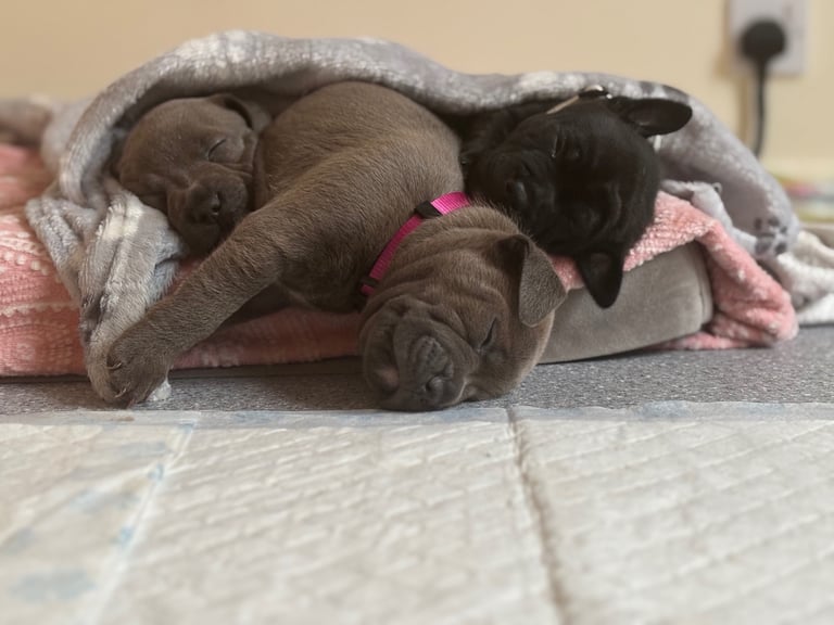 Beautiful Staffy Puppies for sale 
