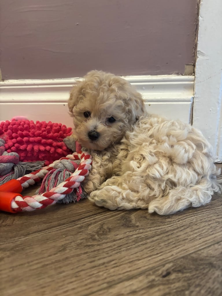 Puppies for sale 