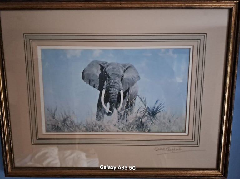 image for David Shepherd Elephant print