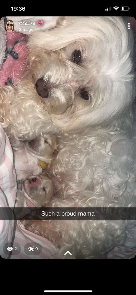 Cotton de tuller x cocker spaniel 