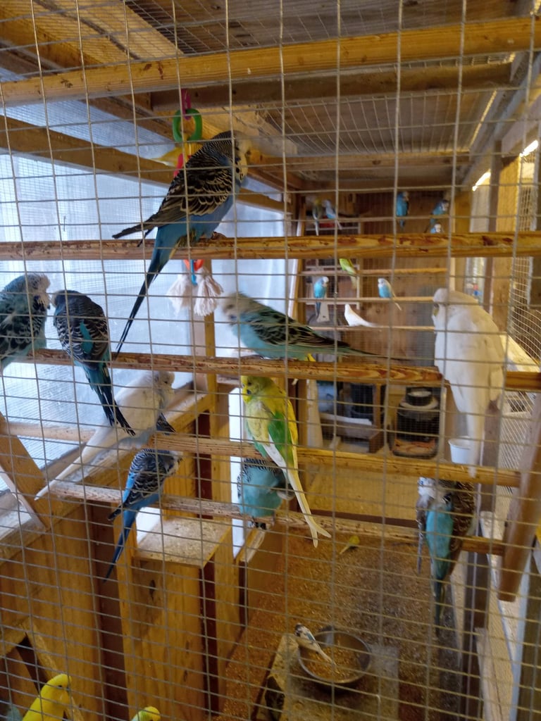 image for Budgies and zebra finches 