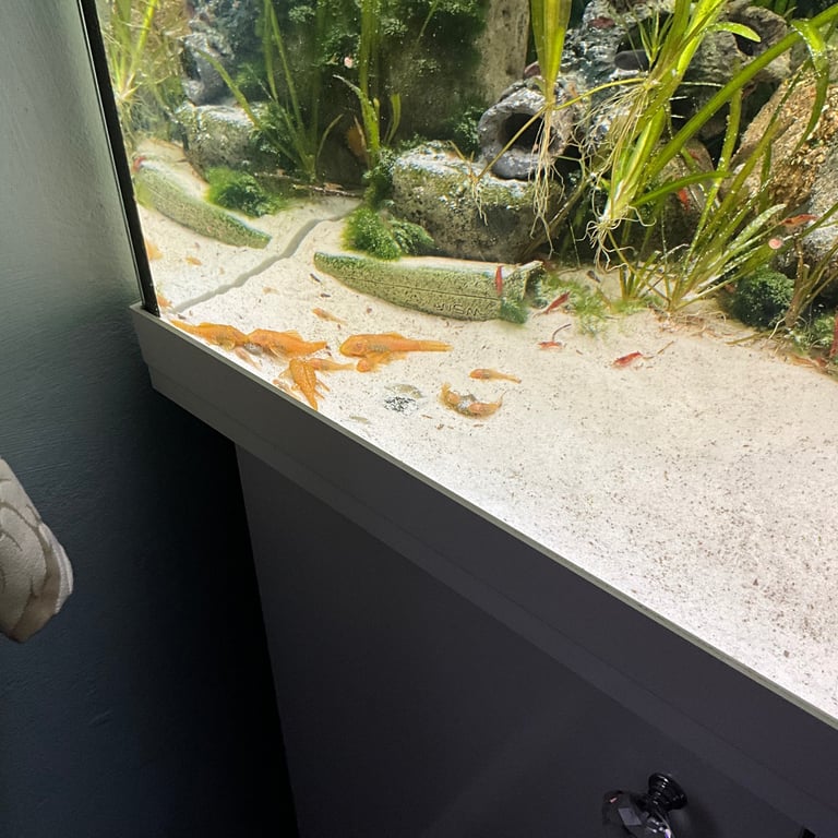 image for Super red pleco 