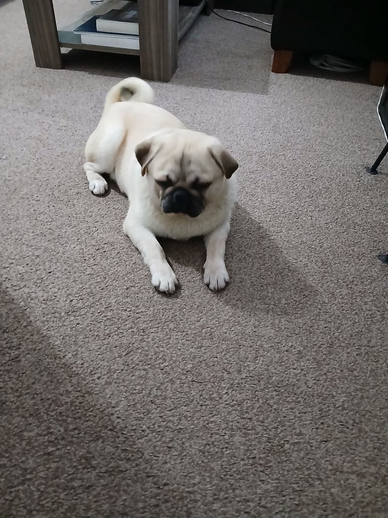 Pug male needs new home