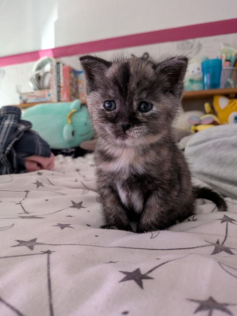 Gorgeous 8 week old kittens