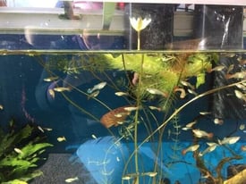 Tropical fish Guppies for sale 