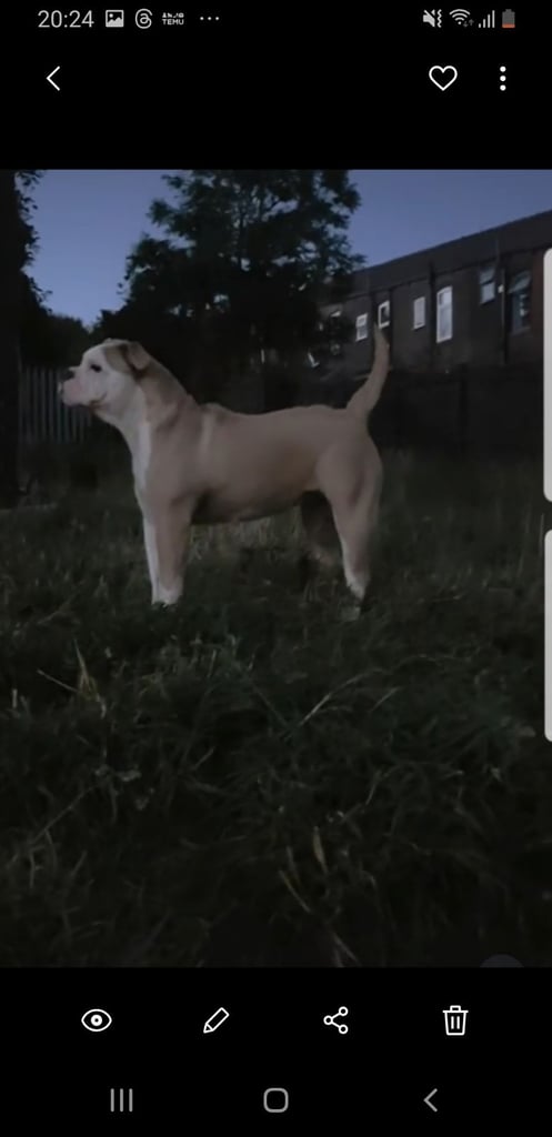 Old English bulldog