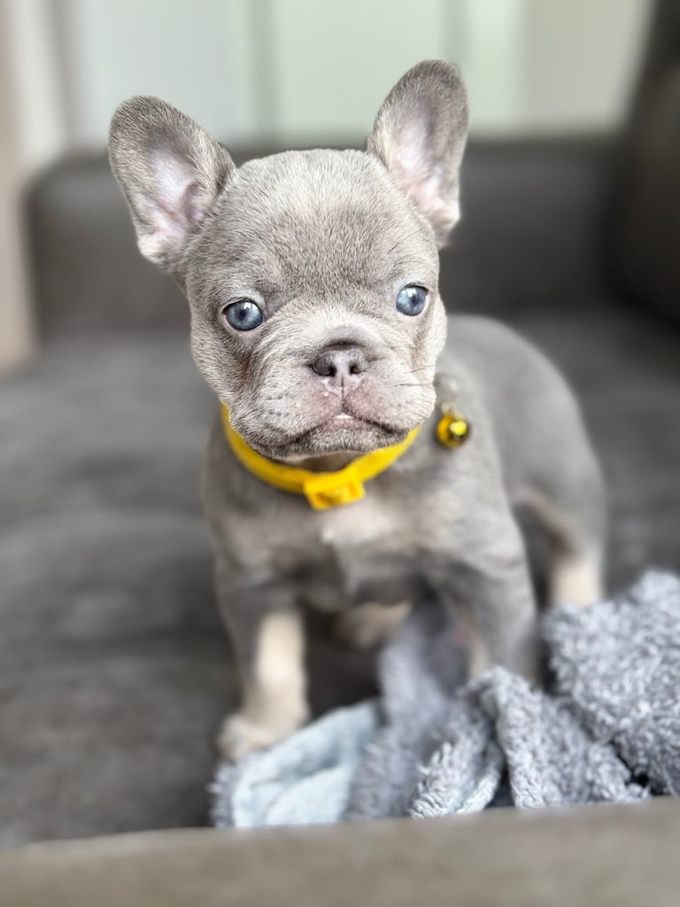 French bull dog puppies