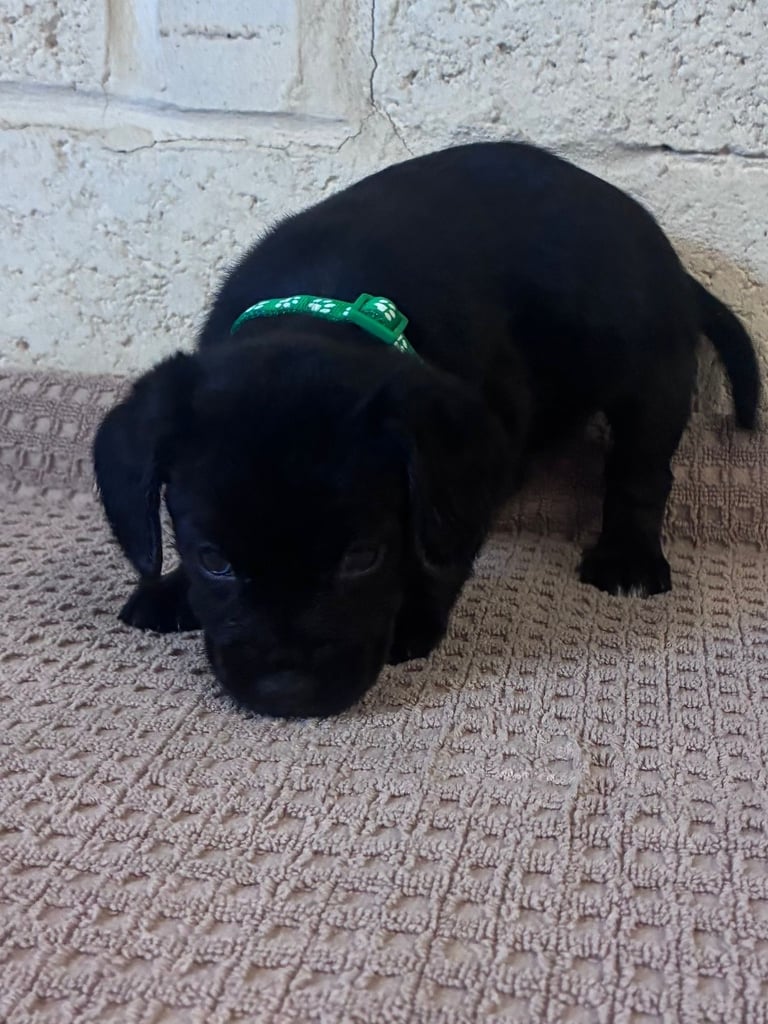 Border terrier cross puppies