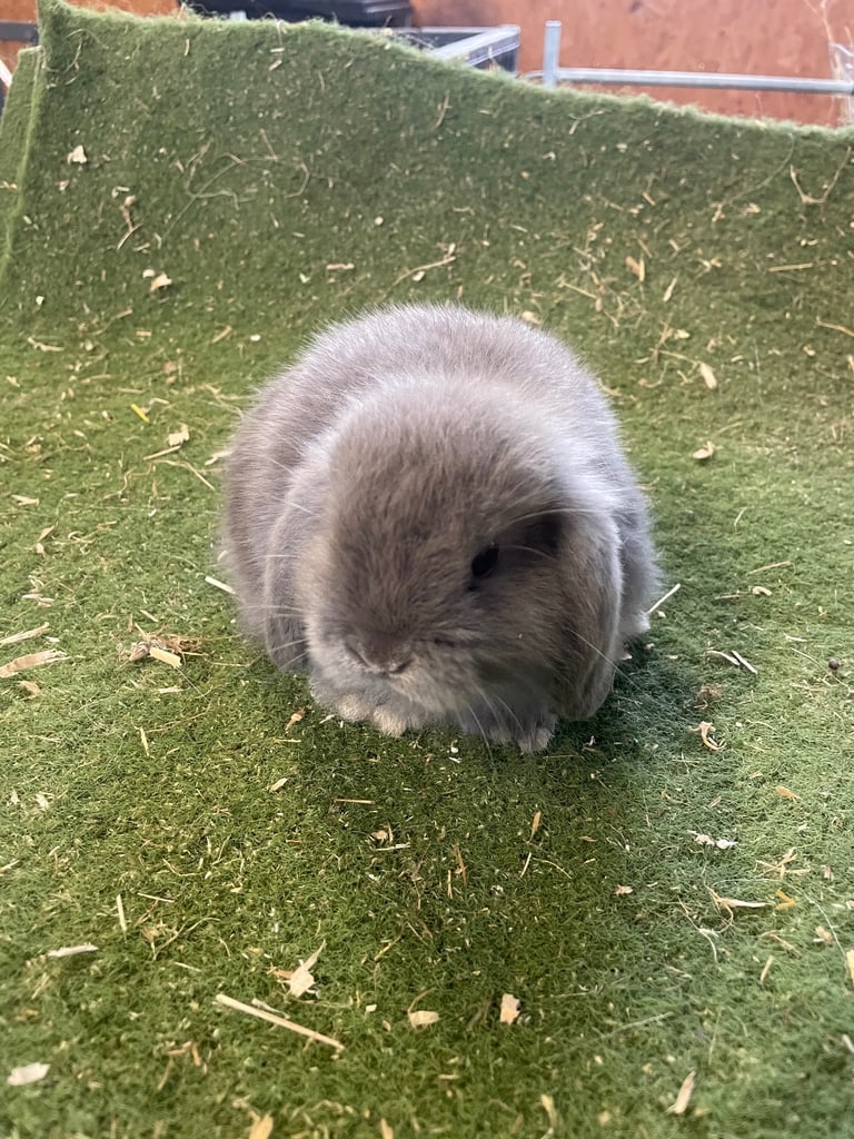 image for Mini lop rabbits 
