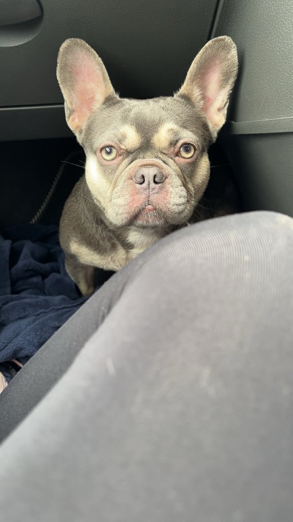 Frenchie for sale!