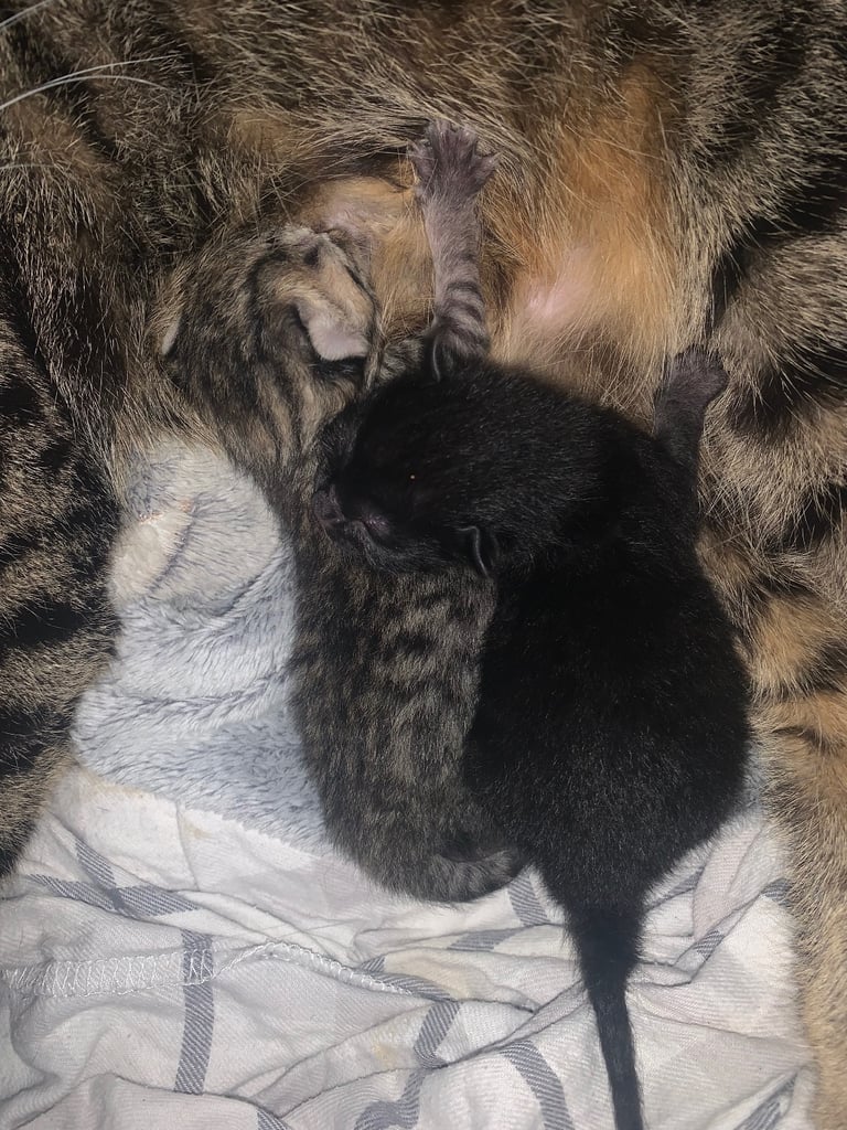 mixed tabby kittens 