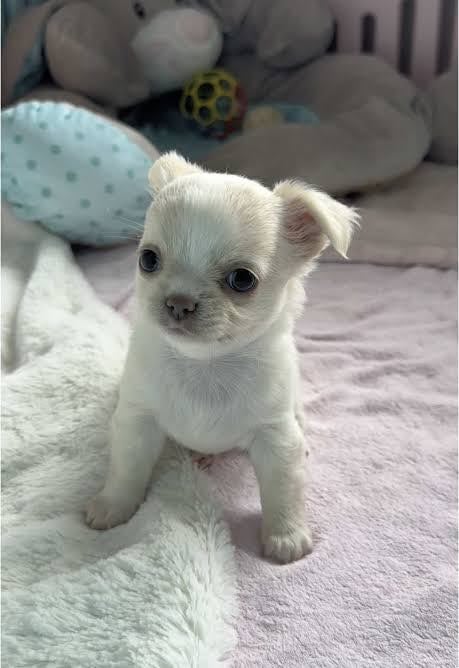 image for Beautiful white chihuahua puppy ready now 