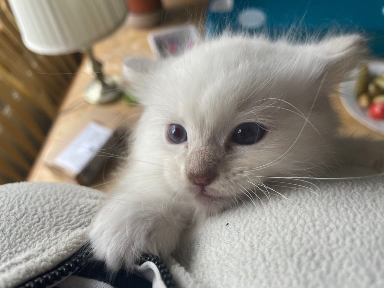 Ragdoll kittens for sale 4 boys left 