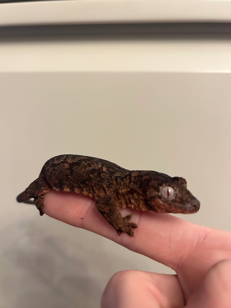 9 month old Chahoua geckos