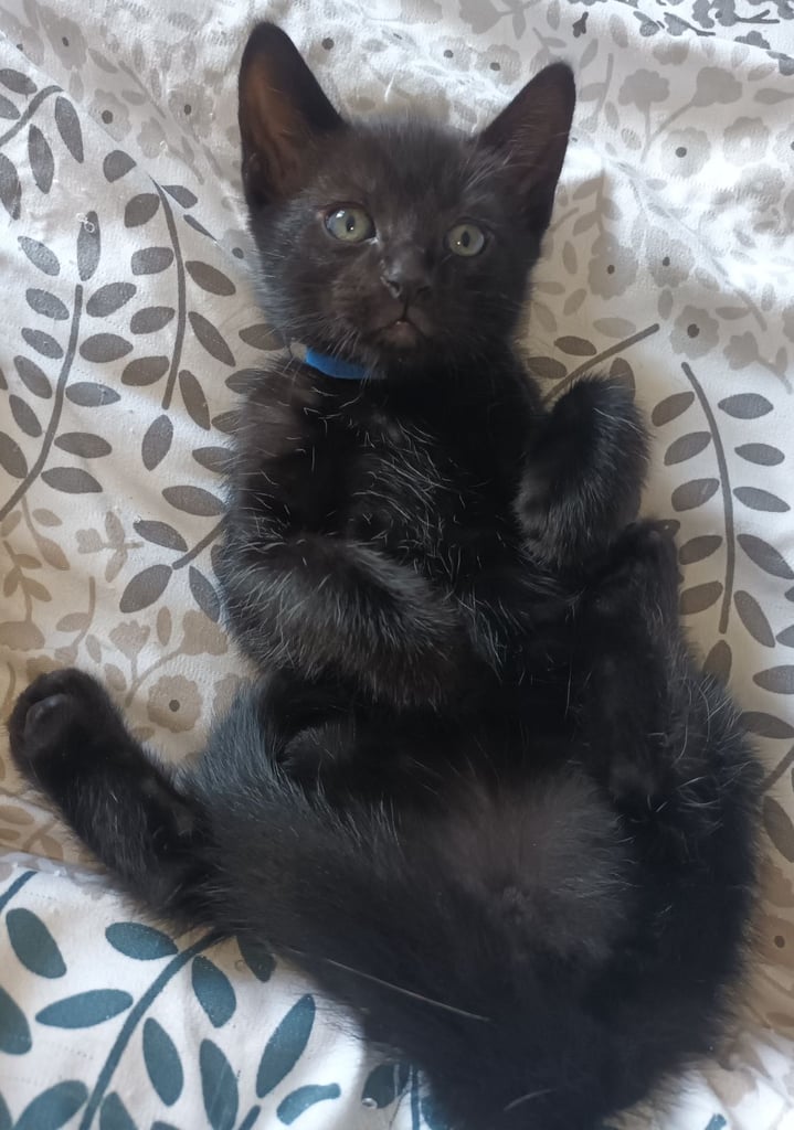 2 gwjus kittens 