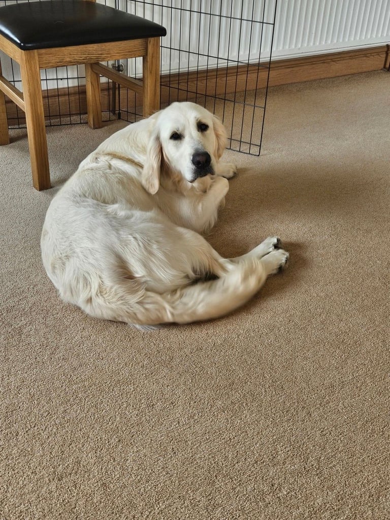 Bonnie - Beautiful Cream Retriever