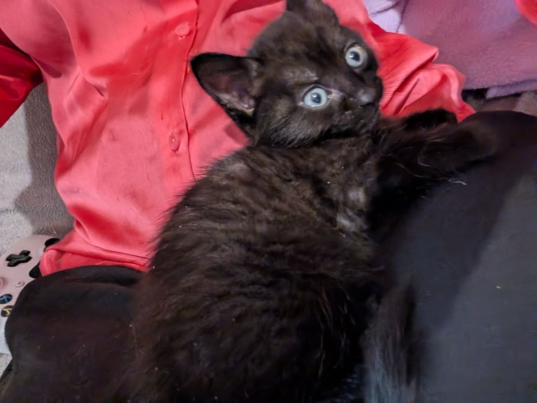 Adorable kittens ready in 2 days! 