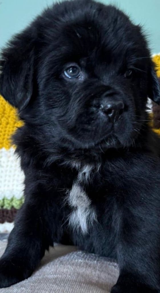 image for Stunning Newfoundland X