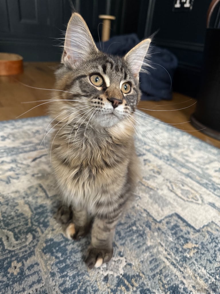 Stunning Maine Coon Kitten - TICA registered 