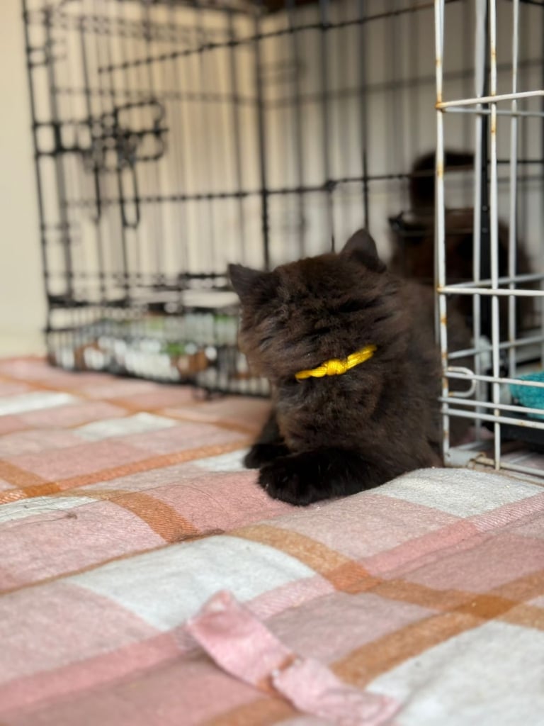 Male kittens (2 left)