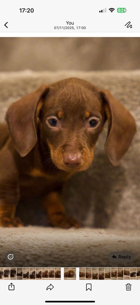 Beautiful pure bred daushunds 