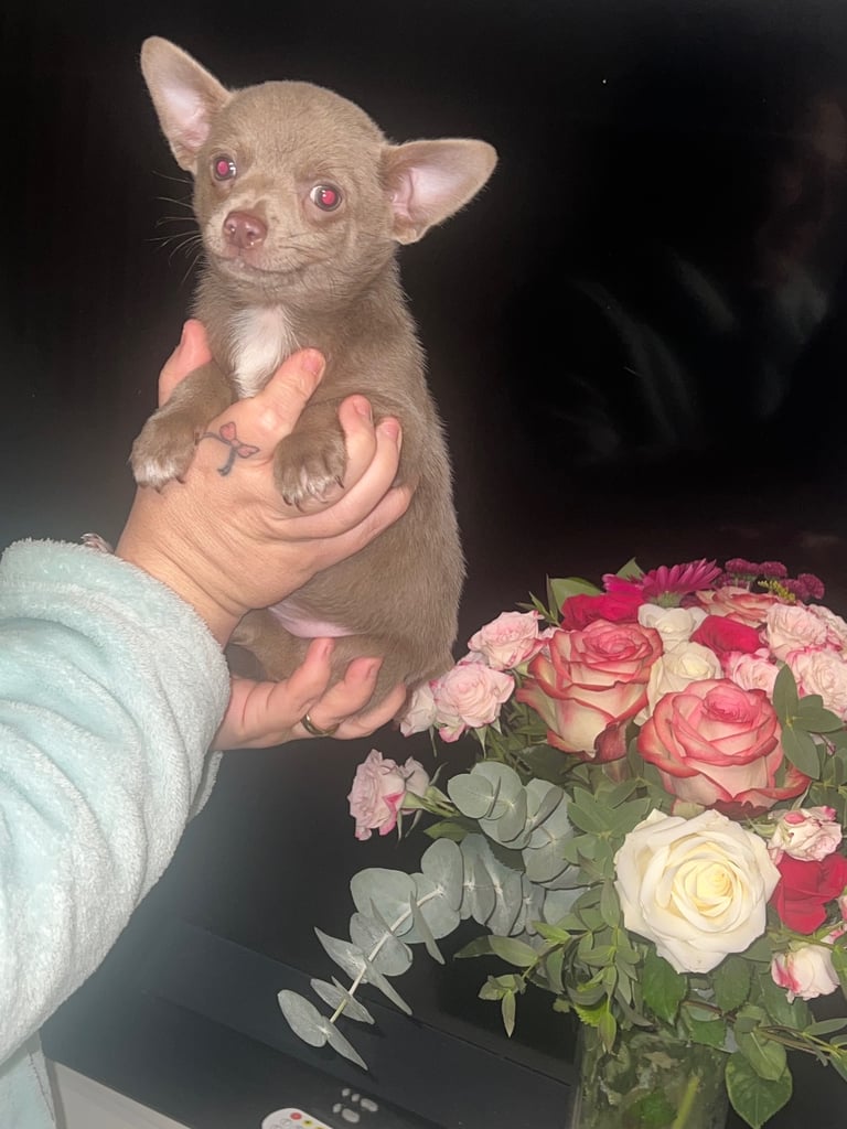 Chihuahua puppy’s 
