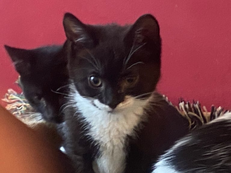 12 Kittens for sale?