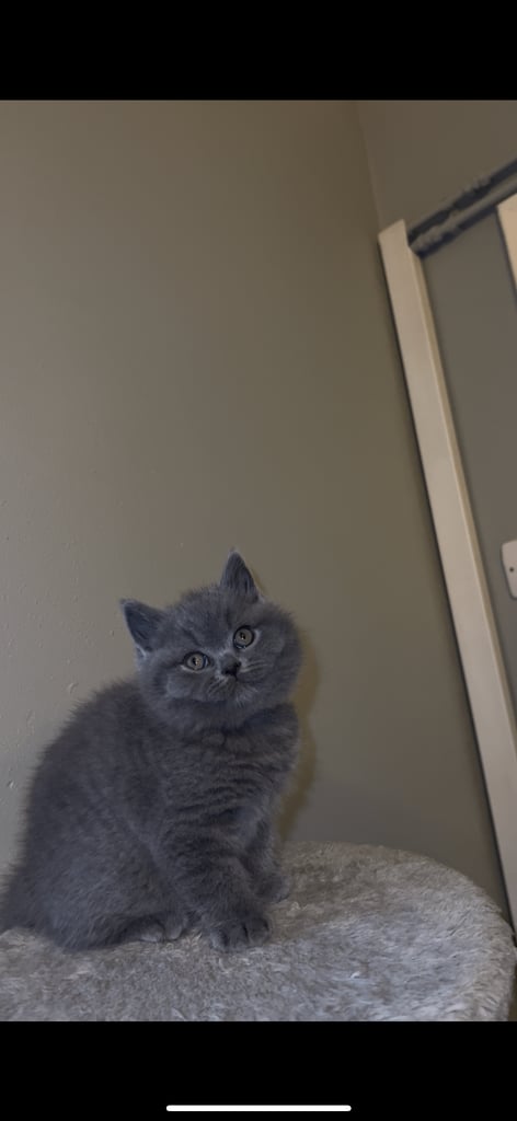 British shorthair kittens🩵