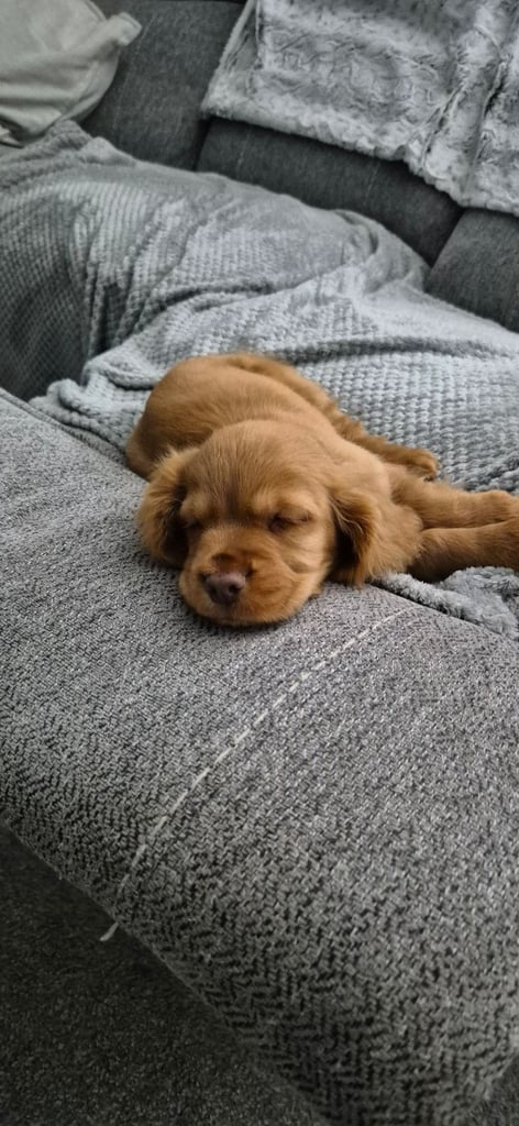 cocker spaniel 10 weeks old