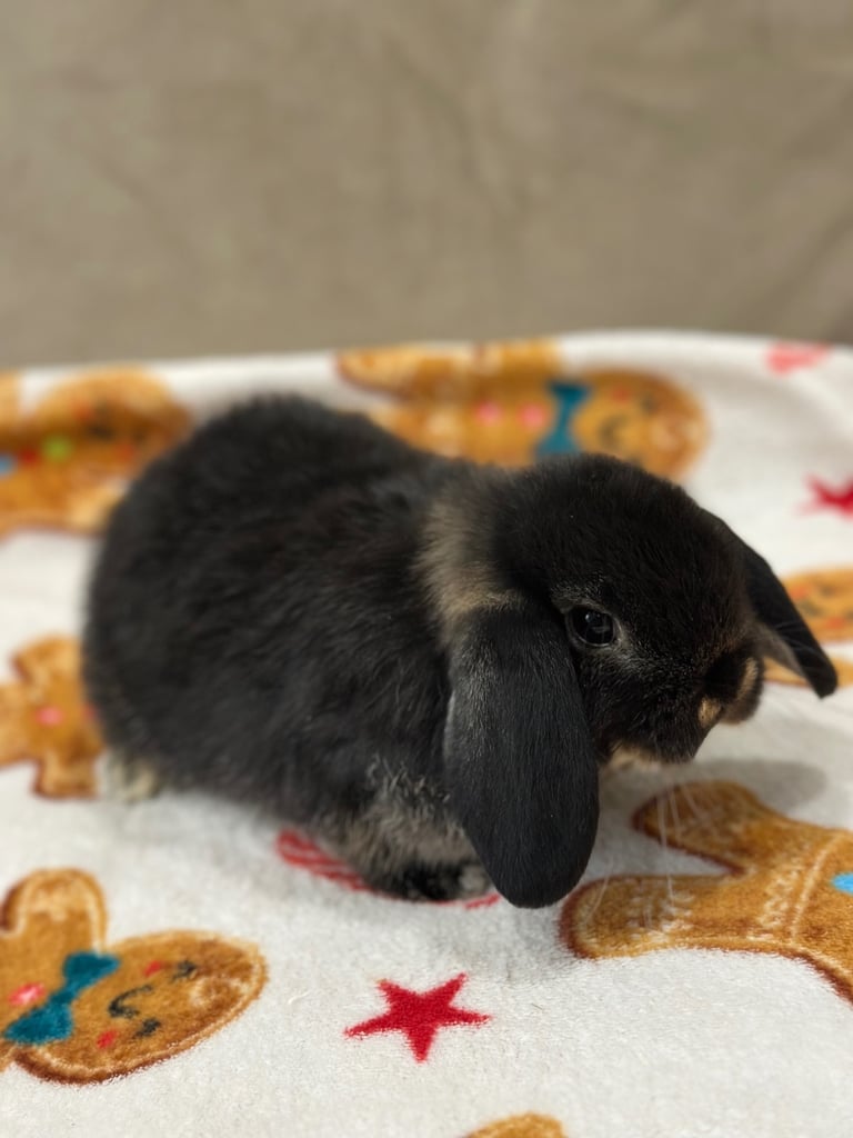 image for Mini lop bunny 