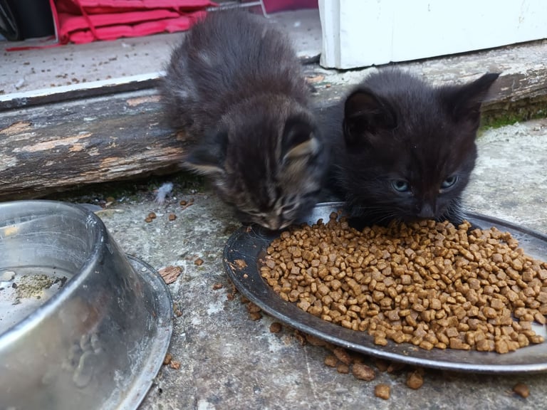 Black Fluffy Kittens... half black Persian Cross