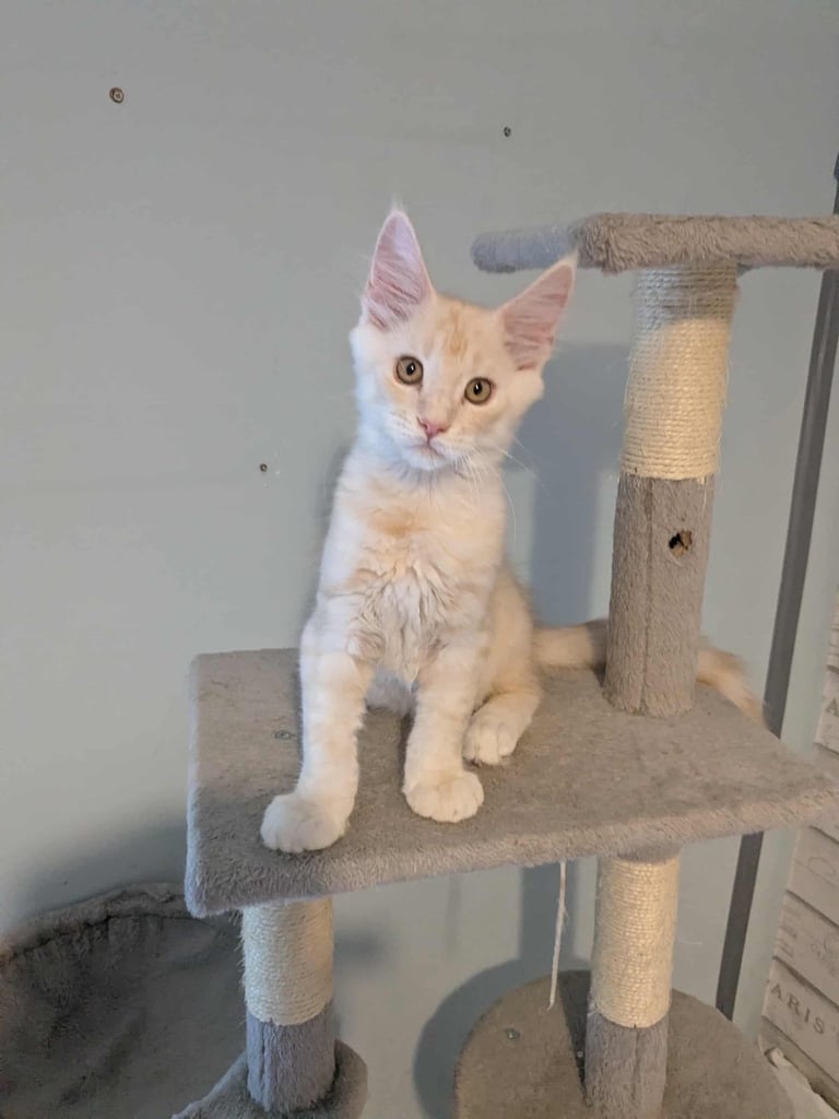 Cream boy Maine coon