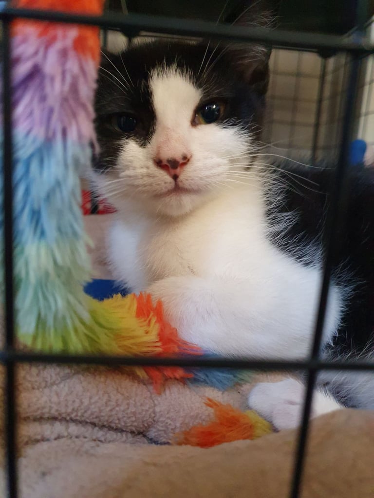 Kitten 1 left ready to leave now 