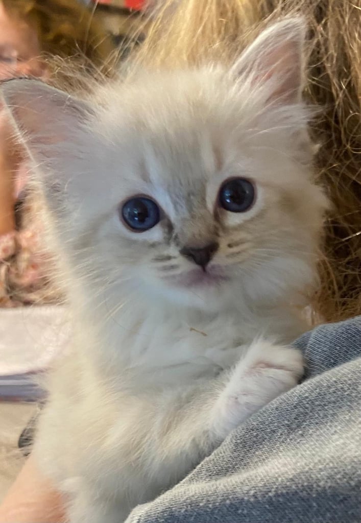 Fabulous Ragdoll Kittens 